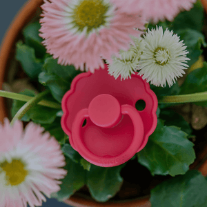 FRIGG 2-Pack Latex Schnuller Daisy Pale Daffodil/Fuchsia | Schnuller | Beluga Kids