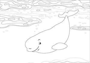 Süsse Malvorlage "Beluga" | Beluga Kids