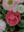 Gewellter Rand des FRIGG Daisy Schnullers mit Click-Lock-System